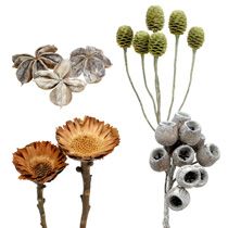 Proteas